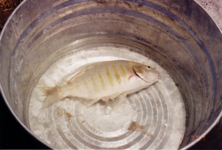 fish